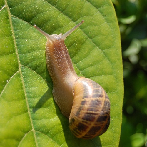 Schnecken im Garten &ndash; ungeliebt, aber unverzichtbar